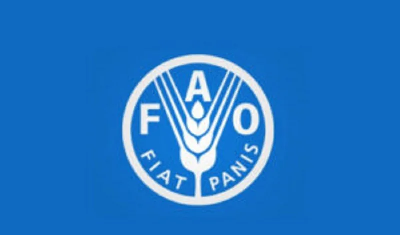 FAO et souveraineté rizicole en Afrique de l’Ouest : les défis de la mise en œuvre