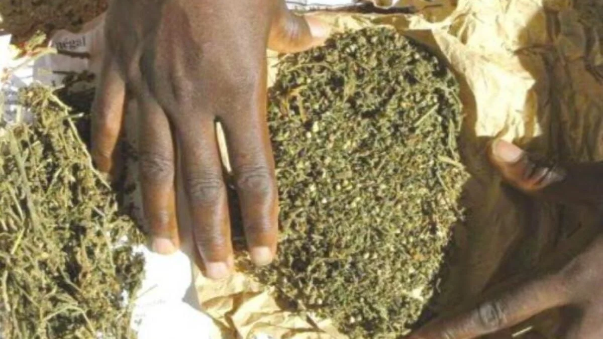 Opération ELOL en Casamance : le Sénégal cible l'économie souterraine du chanvre