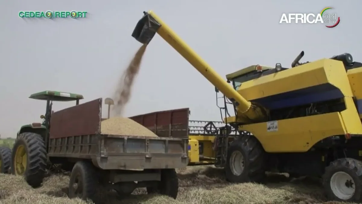 Riz et coton : les deux faces du défi agricole ouest-africain