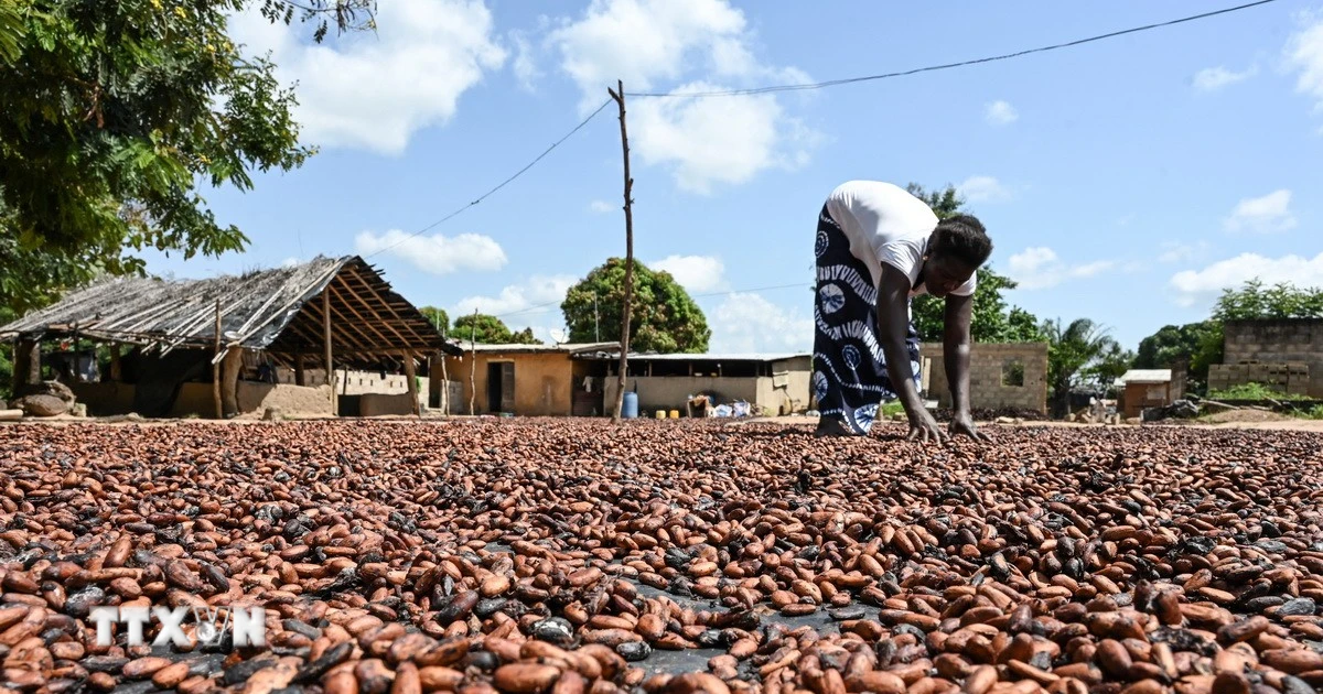 Nigeria interdit l'exportation de fèves brutes : un tournant pour le cacao ouest-africain ?