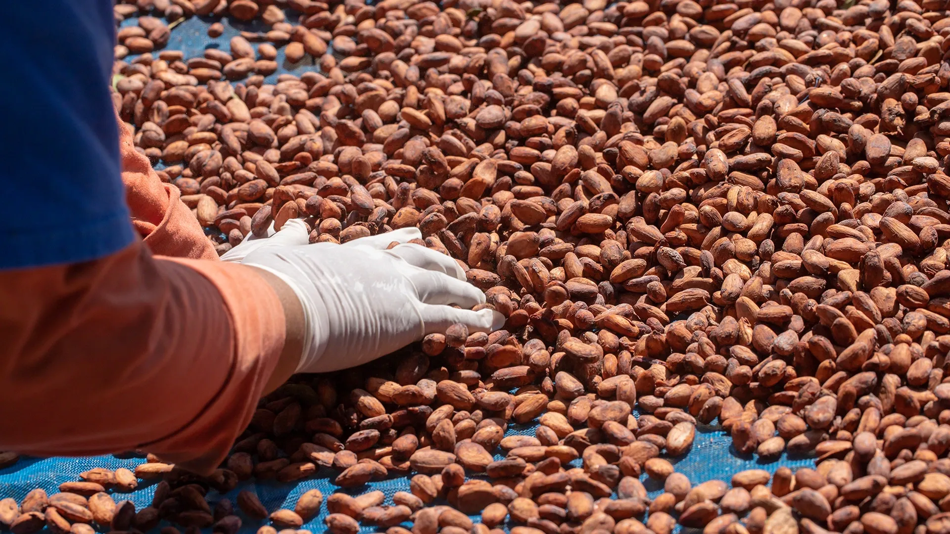 Ghana : le cacao semi-transformé trouve des débouchés dans le Golfe, une diversification stratégique