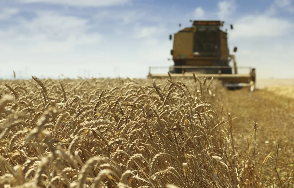 Riz ouest-africain : entre dépendance et résilience, l'impératif d'une souveraineté alimentaire