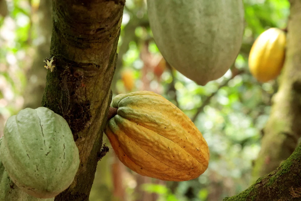 Cacao ivoirien : les impayés aux planteurs menacent la récolte à venir