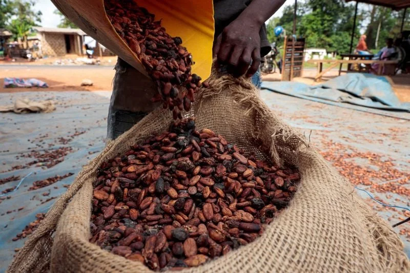 Cacao ivoirien : récolte tardive, prix sous tension et certification en toile de fond
