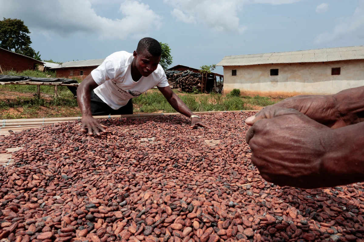 Cacao ivoirien : la météo remet en question la prochaine récolte principale