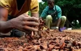 Anacarde en Côte d’Ivoire : l’apiculture comme levier de durabilité face aux fragilités du cacao