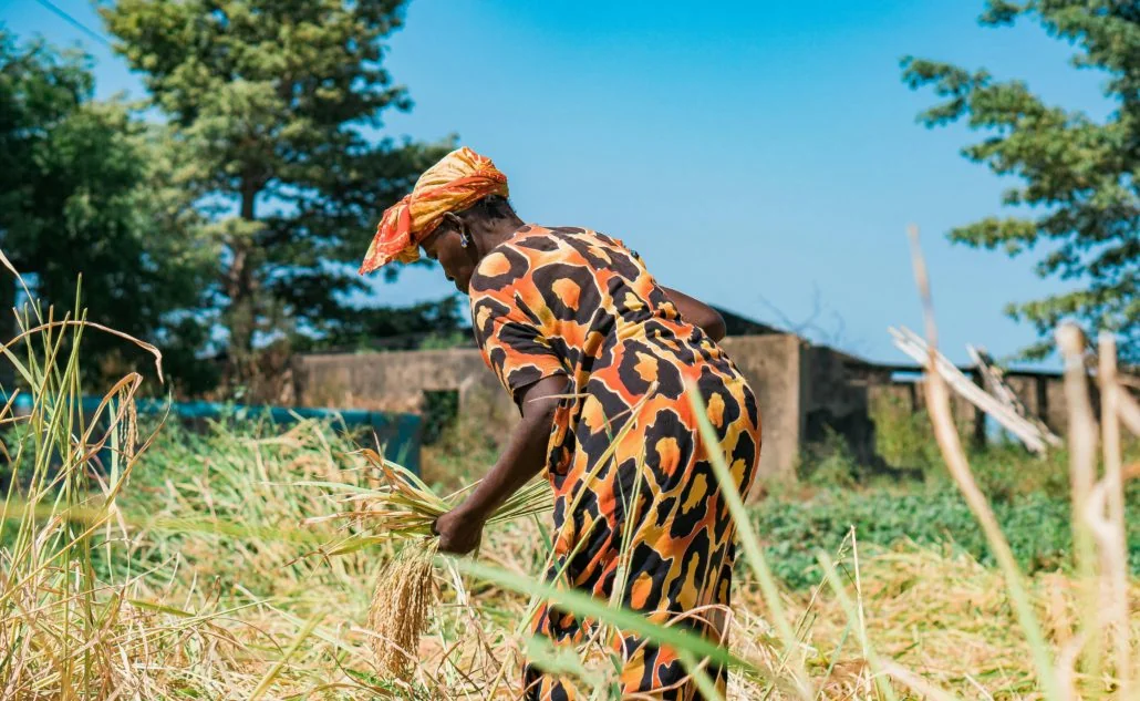 Agriculture ouest-africaine : entre modernisation cotonnière et souveraineté alimentaire