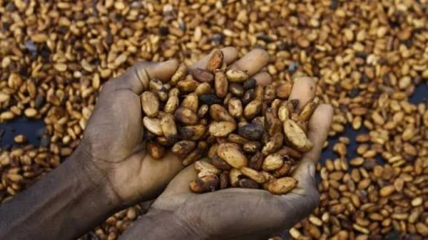 Cacao ivoirien : la fin du rachat exceptionnel, retour à la normale ou nouvelle donne ?
