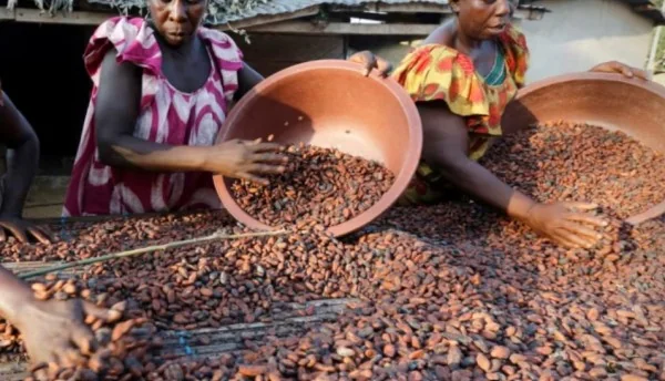 Côte d’Ivoire : l’OIA dément une crise, les fragilités de la gouvernance cacaoyère