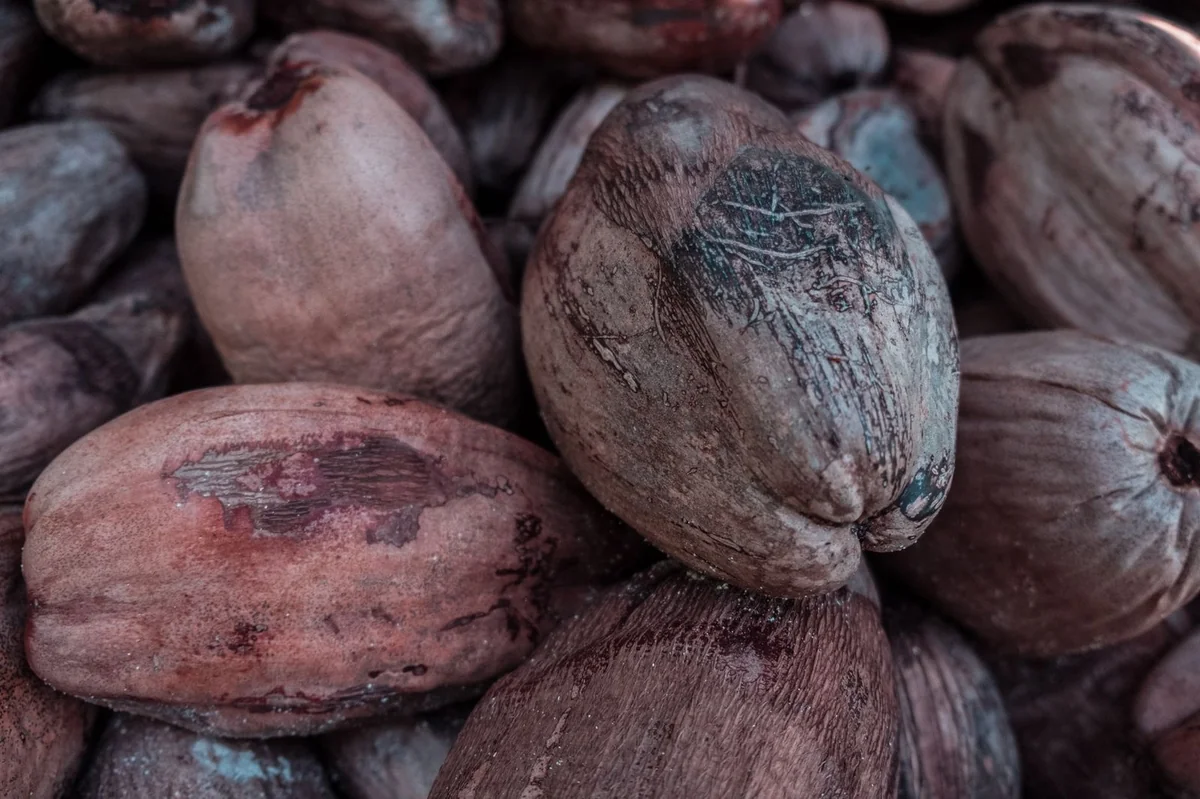 Cacao et karité : la Côte d'Ivoire face à la double mutation des marchés