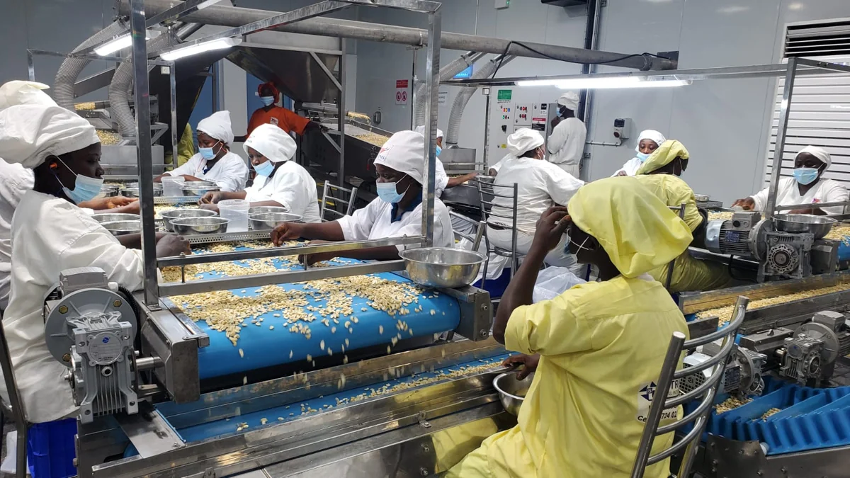 Noix de cajou : la transformation locale, nouveau levier de souveraineté ouest-africaine