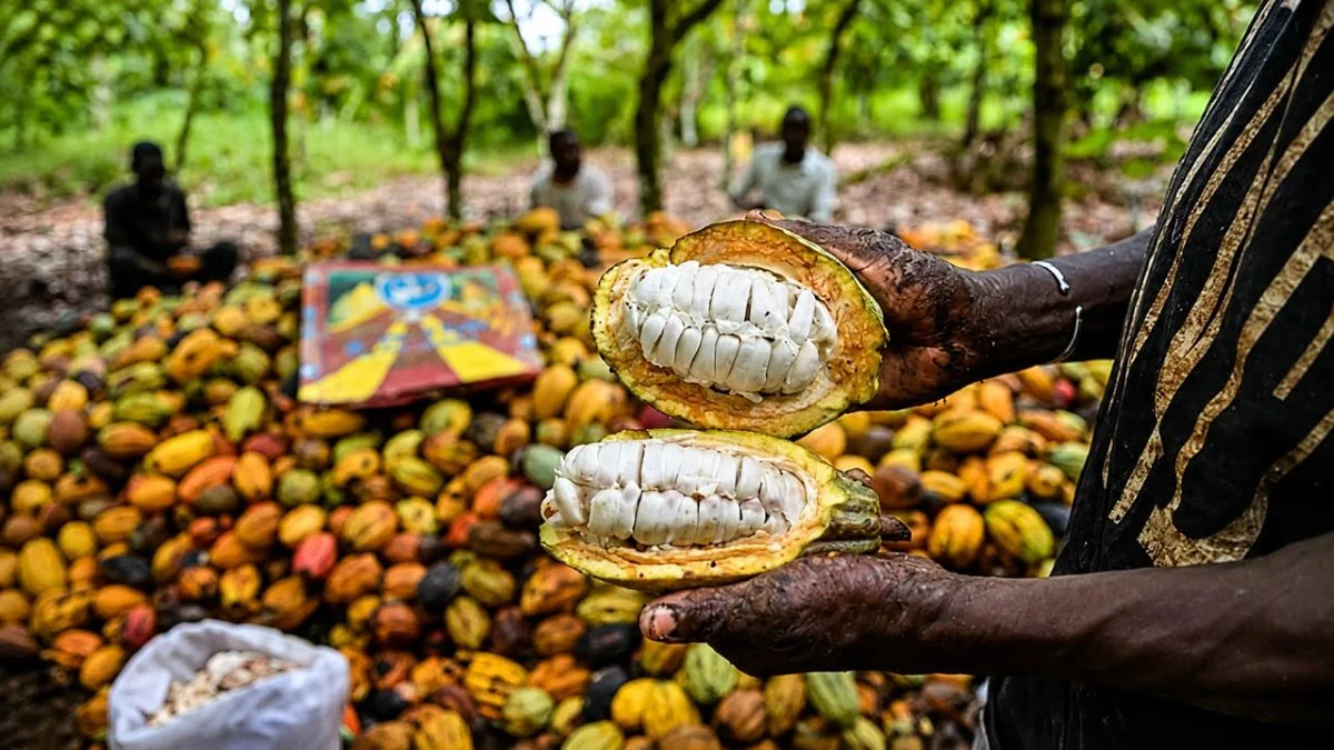 Près de 100 milliards FCFA de la BEI pour verdir la filière cacao ivoirienne