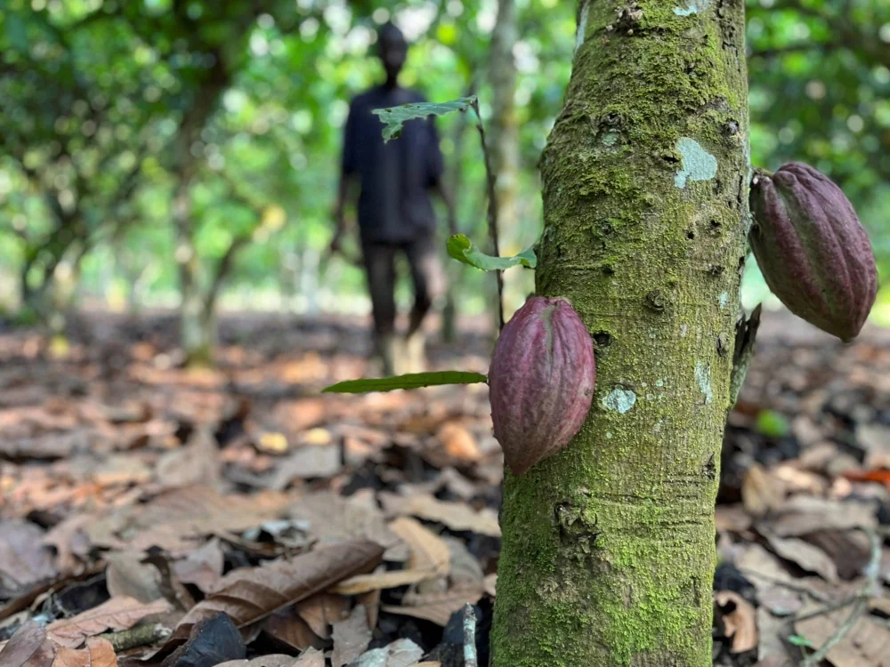 Transformation du cacao : les planteurs ivoiriens prennent leur destin en main