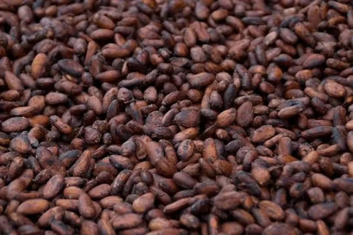 Cacao ivoirien : la fin d'un cycle ou le début d'une souveraineté industrielle ?