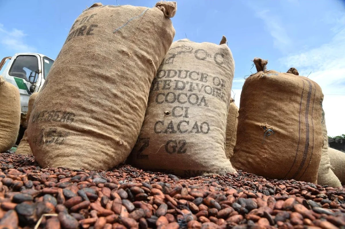 Cacao et anacarde : la transformation locale, levier de valeur ajoutée en Afrique de l'Ouest