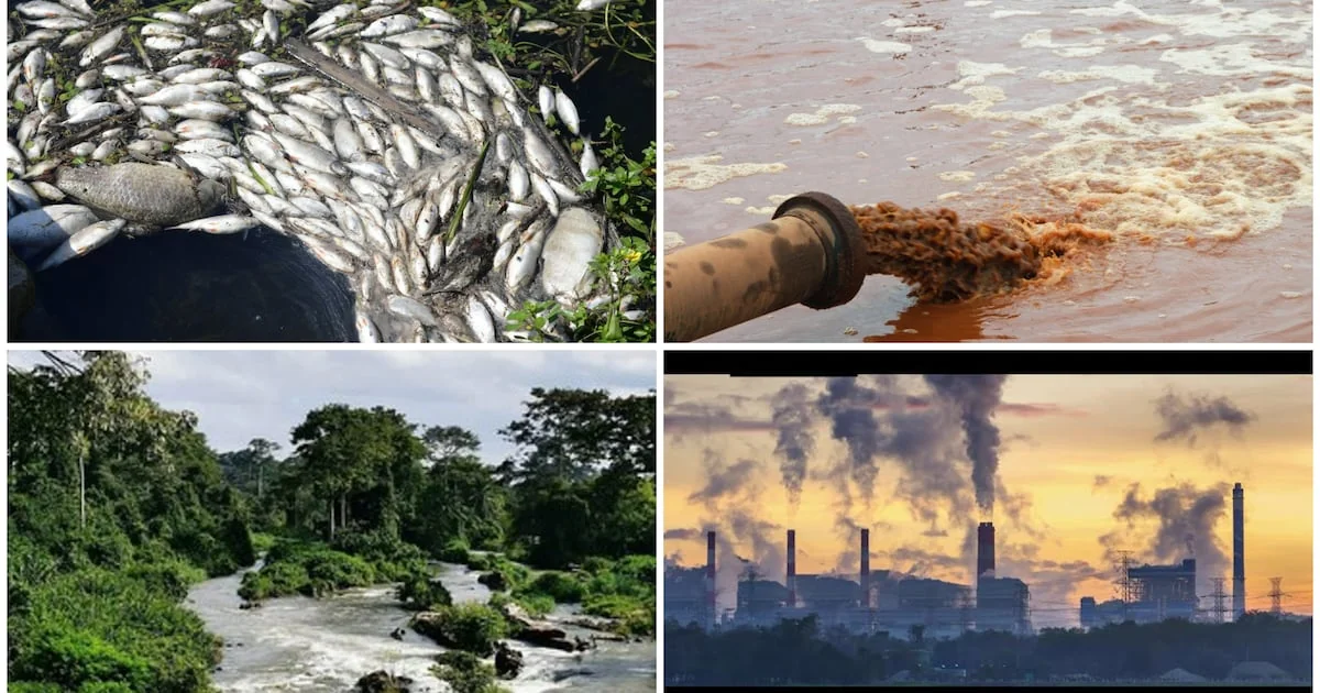 Orpaillage clandestin en Côte d’Ivoire : le coût environnemental d’une filière mal régulée