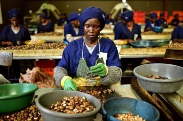 Côte d'Ivoire : la transformation locale du cajou, nouveau pari industriel