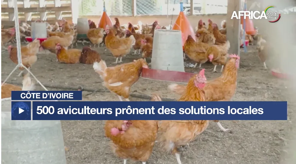 Côte d’Ivoire : la filière avicole face à une souveraineté alimentaire en tension