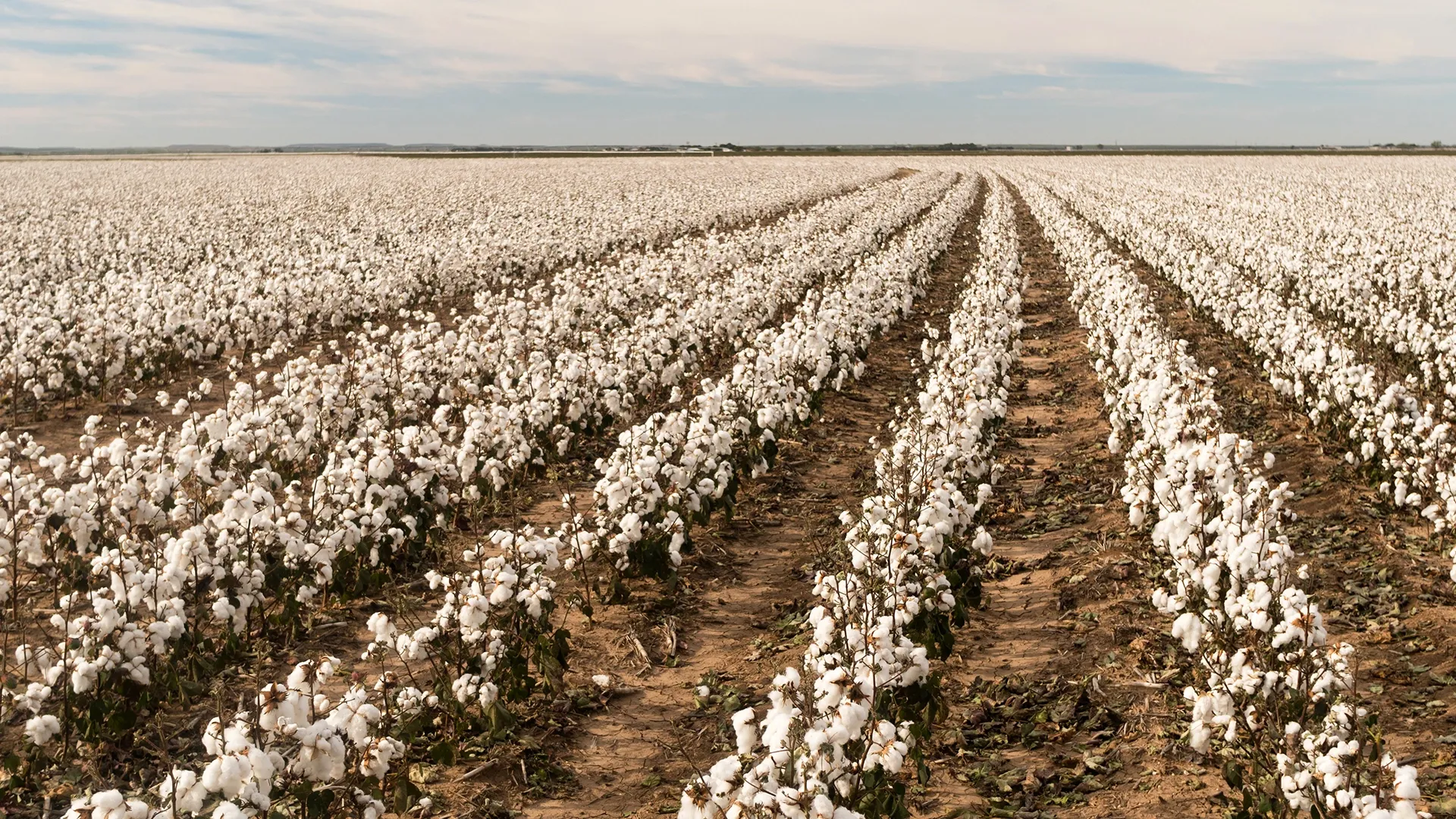 Burkina Faso : un objectif record pour la filière coton en 2026-2027, entre ambition et fragilités