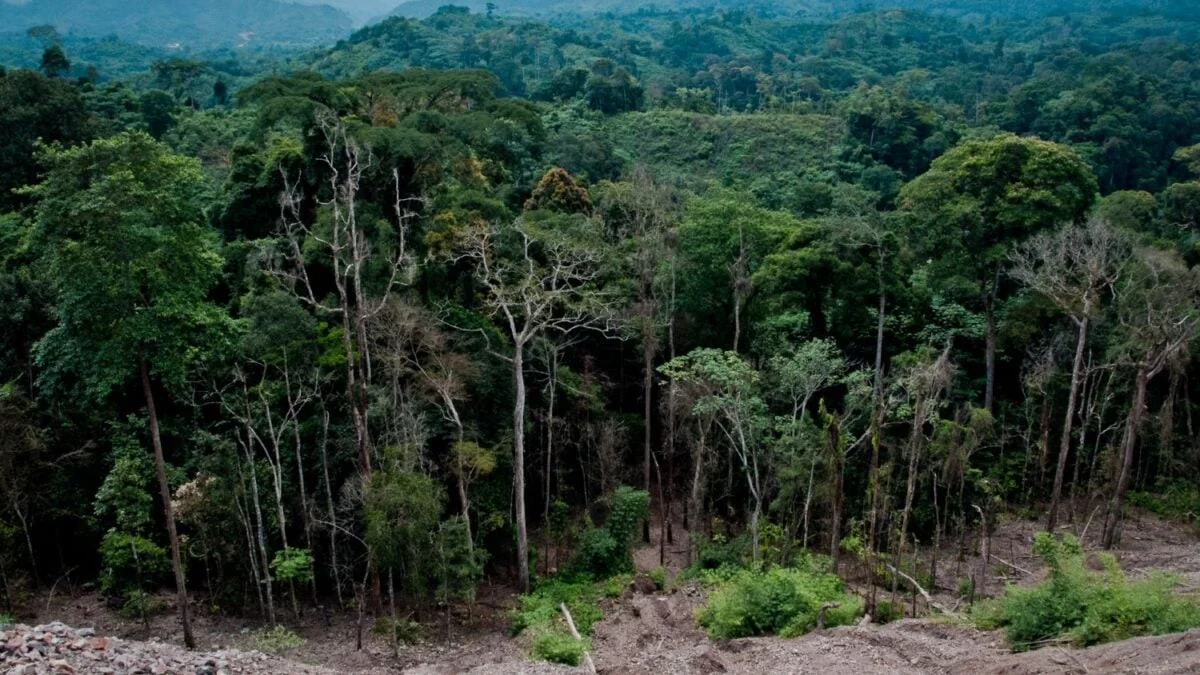 Forêt ivoirienne : le paradoxe d'une croissance agricole qui ronge son socle