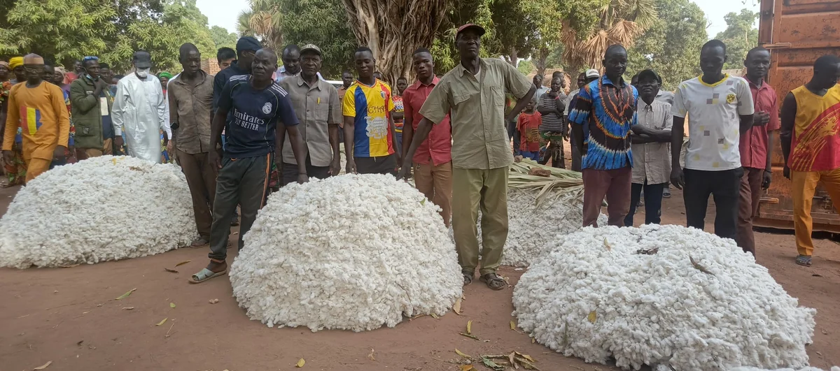 Coton en zone CFA : la production s'effondre, le Bénin détrône le Mali