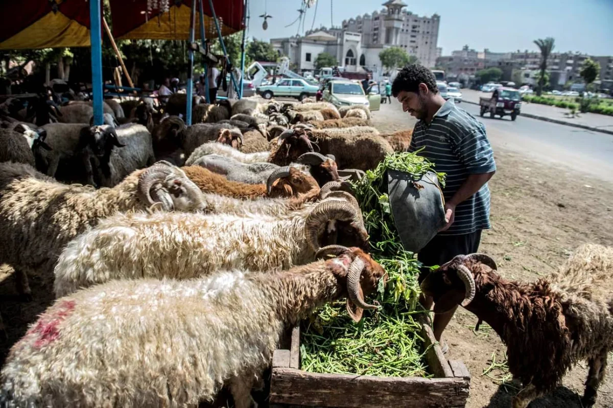 Prix du mouton au Maghreb : et si l'Afrique de l'Ouest était la prochaine ?