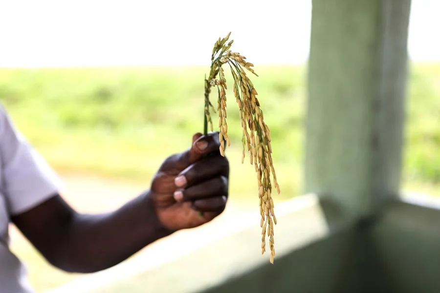 Riz hybride : la Guinée cultive l'héritage de Yuan Longping