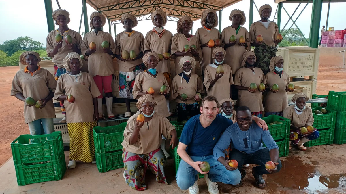 Ivory Coast émerge comme nouveau pôle de la mangue bio ouest-africaine