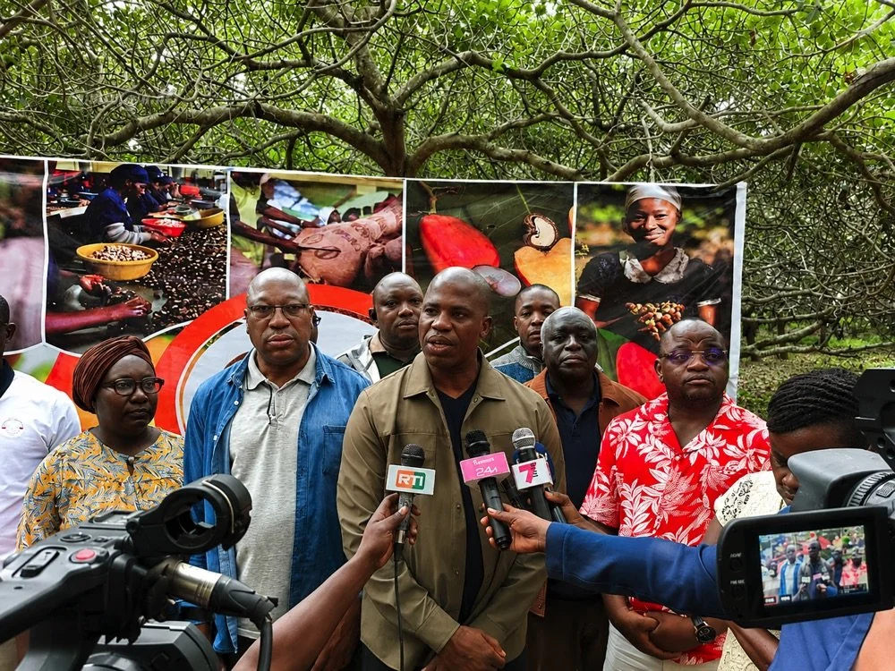 Côte d'Ivoire : la réhabilitation des vergers d'anacardiers, un enjeu de productivité et de souveraineté