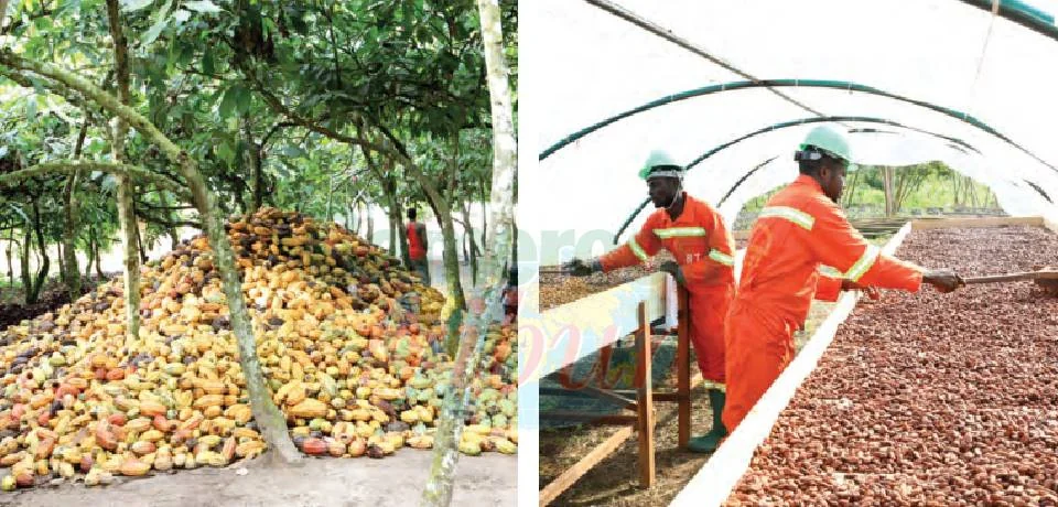 Cacao ouest-africain : entre financement bancaire et baisse annoncée de l'offre, la filière se réinvente