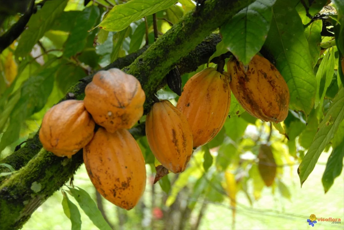 BCEAO et cacao : les enjeux monétaires d'une filière en pleine mutation