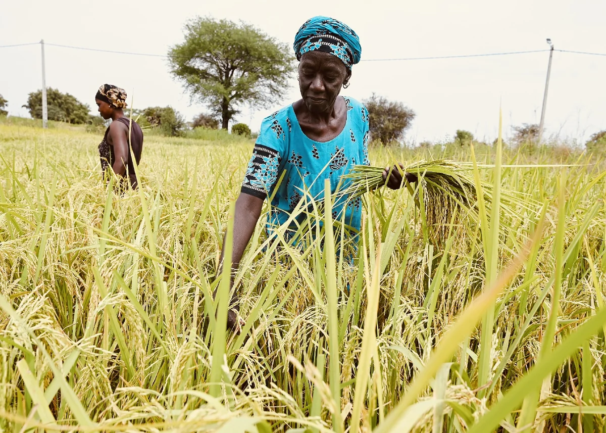 Gabon et Sao Tomé : la souveraineté alimentaire à l'épreuve des héritages coloniaux