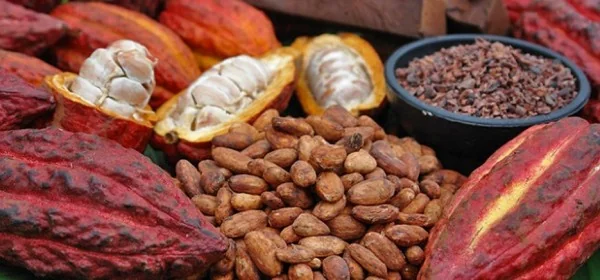 Ghana : le détournement de fonds publics vers le cacao ivoirien menace la prime qualité