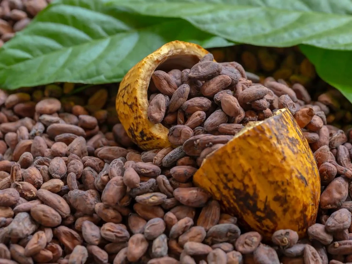 Cacao : le Ghana face à une baisse de production qui redessine l'équilibre régional