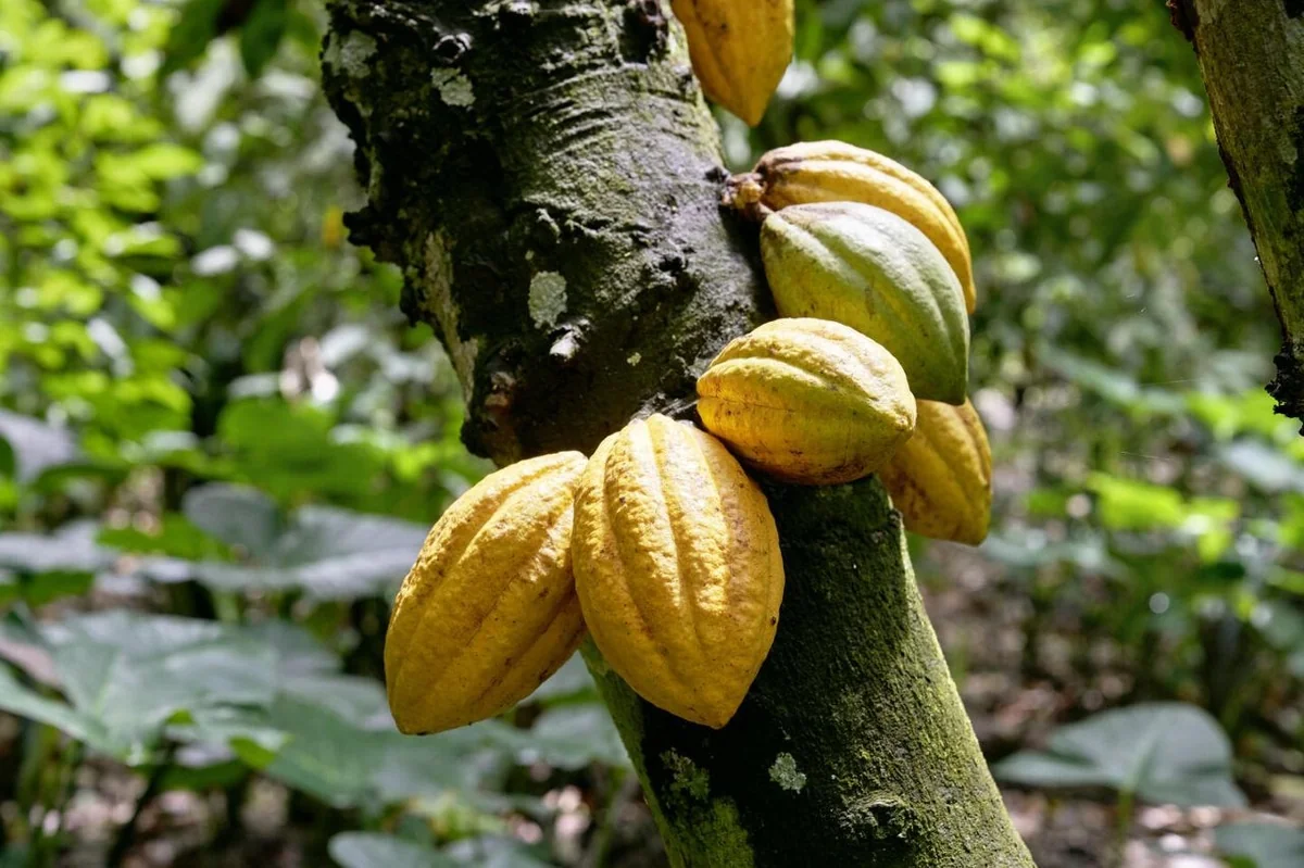 Cacao au Ghana : un virage vers le financement local pour solder la crise