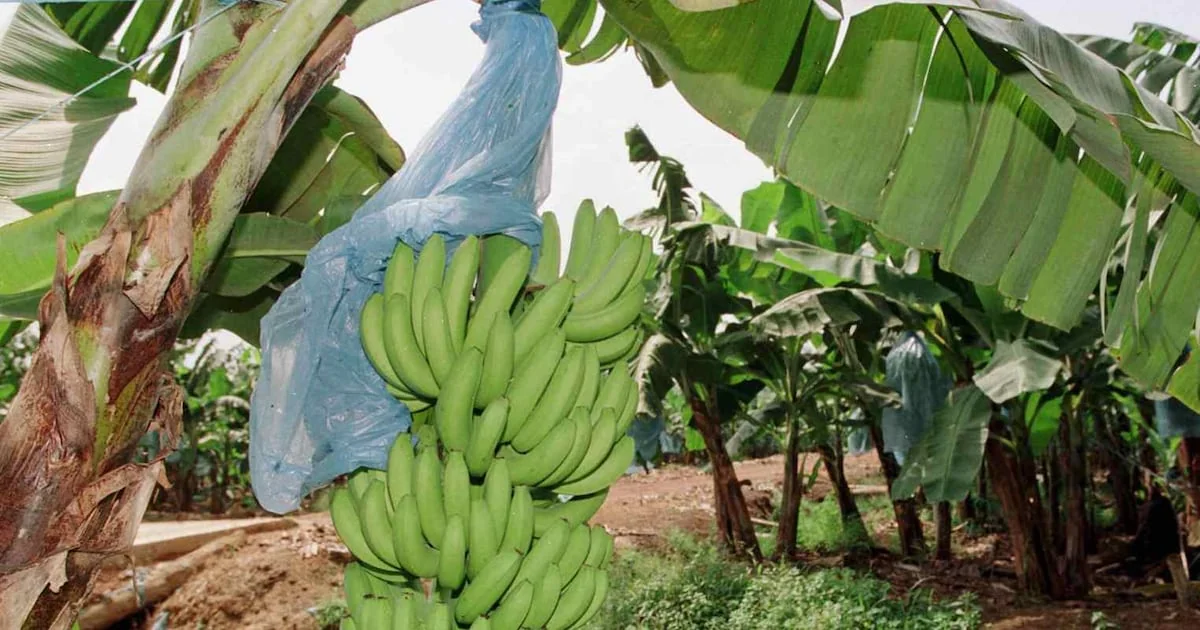 Guinée : banane et riz, les nouveaux piliers d'une souveraineté alimentaire en construction