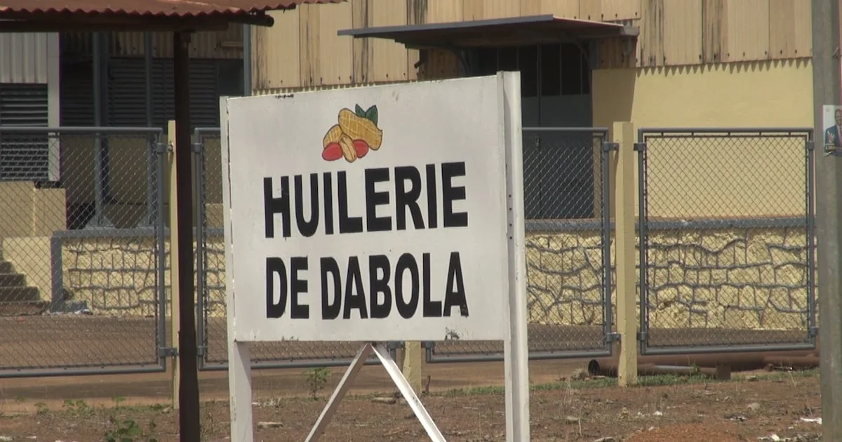 Arachide en Guinée : l’huilerie de Dabola à l’arrêt, un symptôme des fragilités de la filière