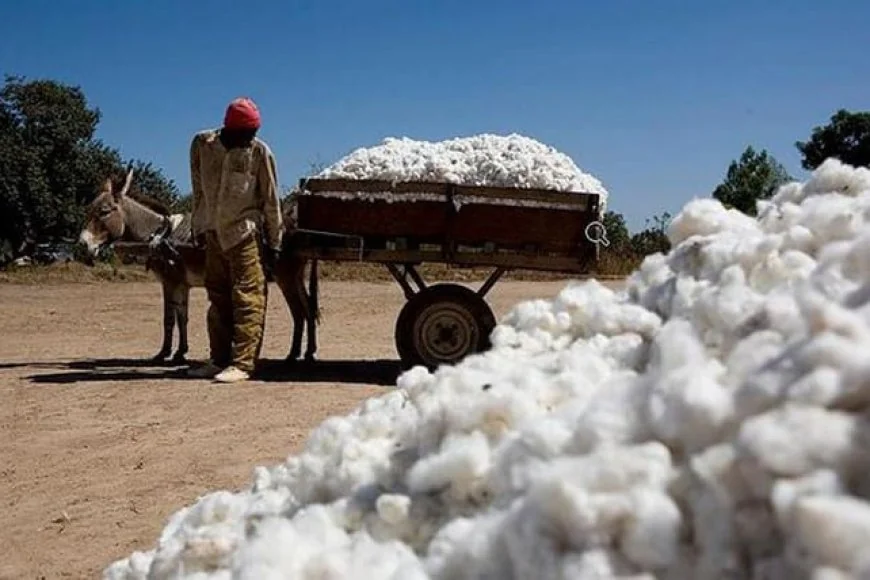 Mali : SOTEX-Mali, un pari industriel sur le coton en terrain fragile