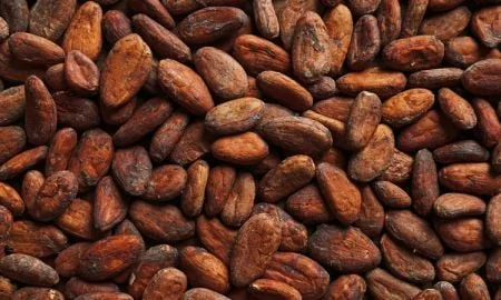 Cacao ivoirien : le prix bord champ chute de 57 %, la fin d'un cycle exceptionnel