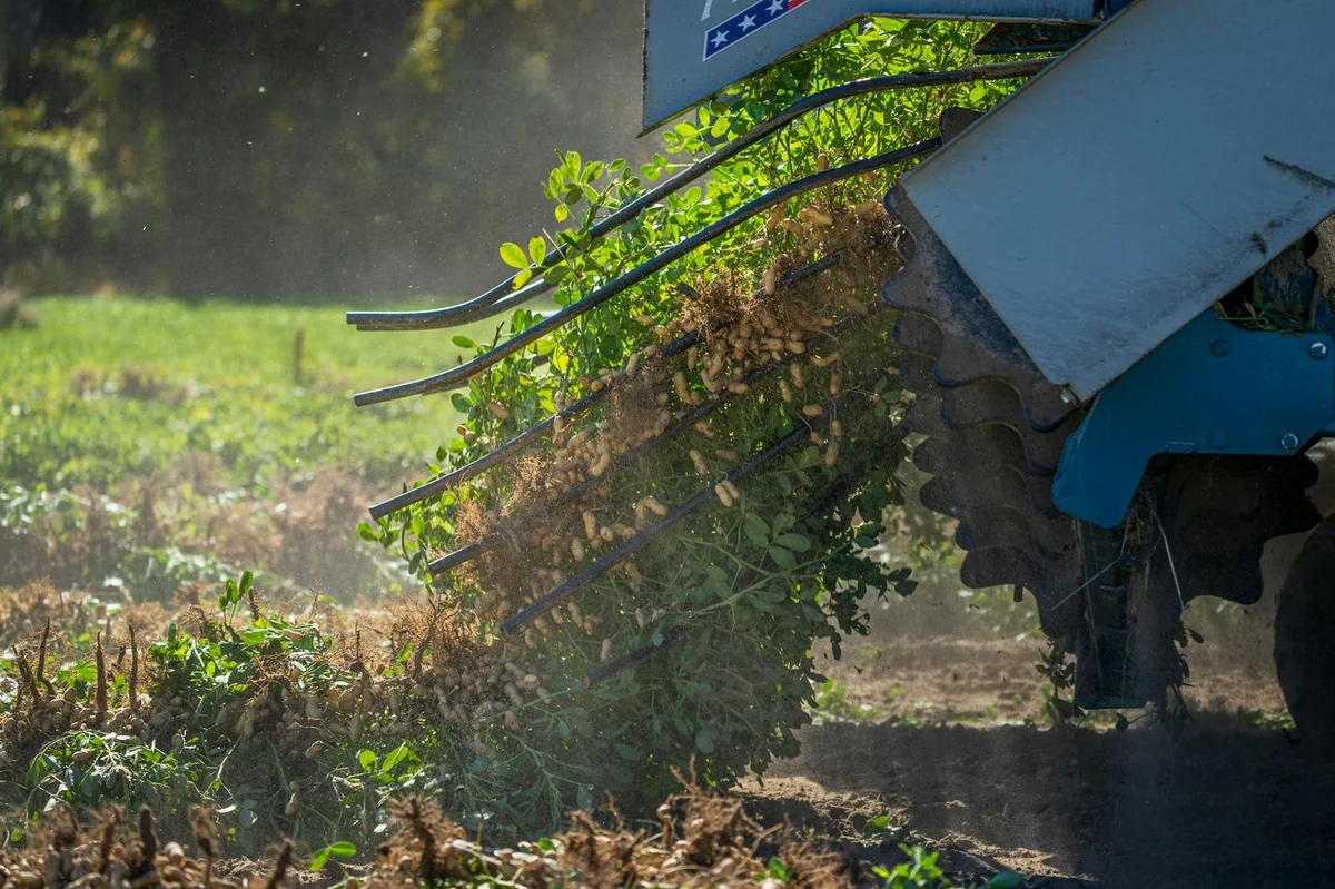 Arachide africaine : le décrochage commercial face à la concurrence sud-américaine