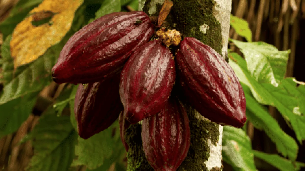 Côte d’Ivoire-Ghana : le sommet d’Abidjan pour renforcer la filière cacao