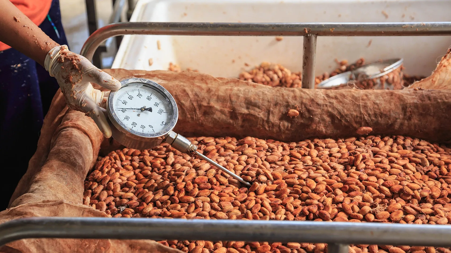 Cacao : l'Initiative Côte d'Ivoire-Ghana défie les industriels sur la qualité