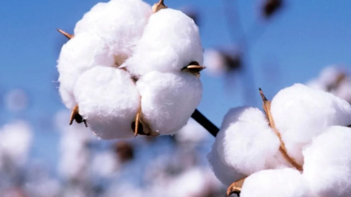 Burkina Faso : 534 000 tonnes de coton visées pour 2026-2027, un pari productiviste