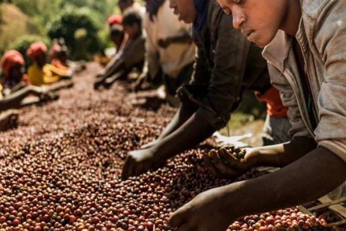 Café africain : Marrakech sonne la fin de l'exportation brute