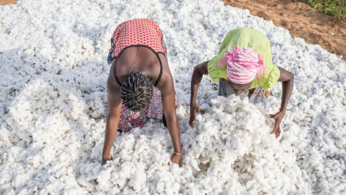 Ghana-Bénin : le pari du coton pour relancer l'industrie textile ouest-africaine