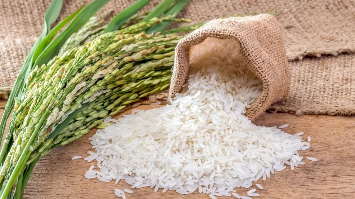 Riz en Afrique de l’Ouest : Ghana mise sur le capital privé pour briser la dépendance