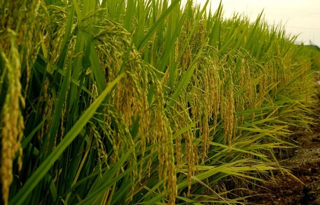 Mali : le pari rizicole de la souveraineté alimentaire