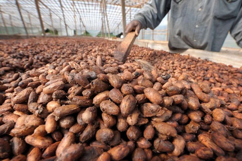 Cacao : la Côte d'Ivoire face au défi des stocks résiduels à l'aube de la campagne 2026-2027