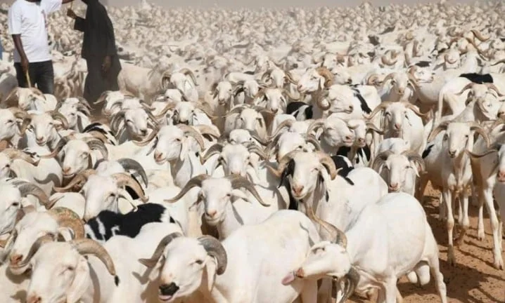 Tabaski au Sénégal : le gâchis économique des déchets organiques