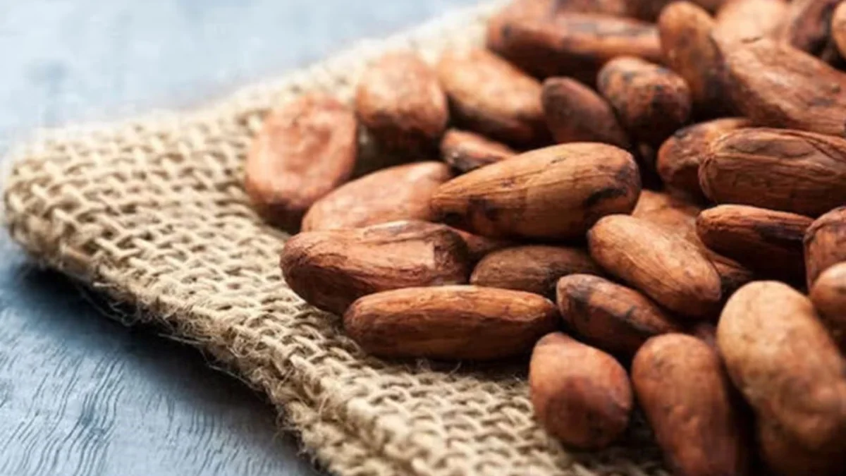 Nigeria rompt avec l’exportation brute de cacao : un tournant pour la filière ouest-africaine
